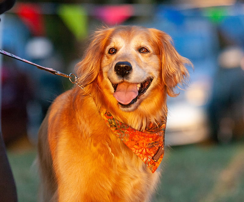 Benefits of service pets