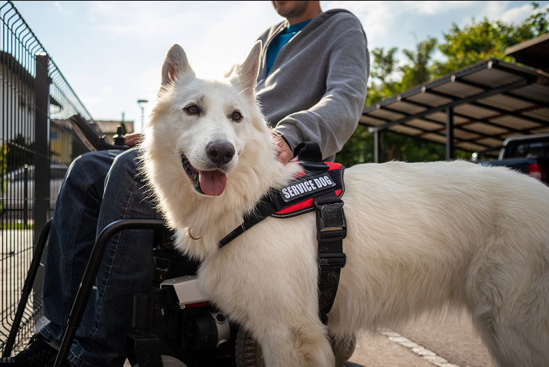Service Dogs