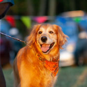 About 4 Paws for Ability