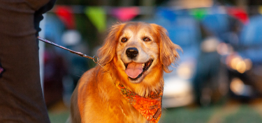 About 4 Paws for Ability