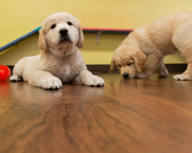 About Magnolia paws for compassion