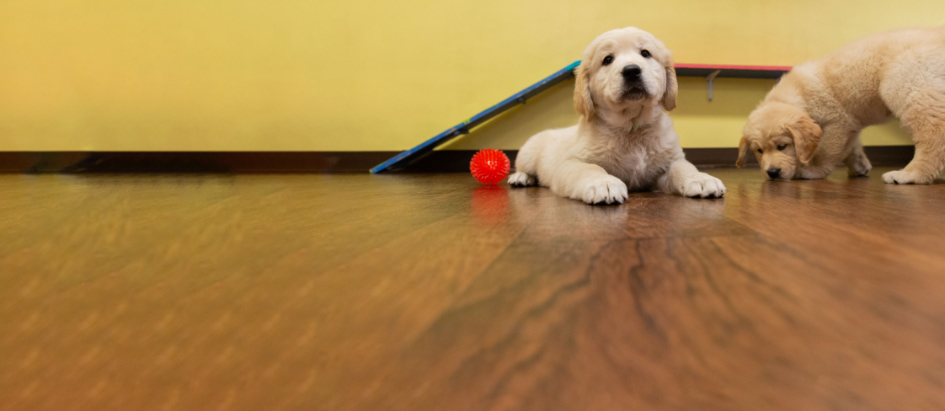 About Magnolia paws for compassion